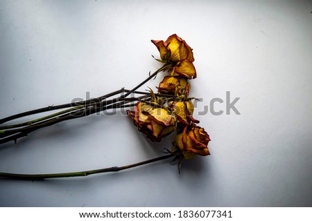 DRIED ROSES, OVER WHITE BACKGROUND