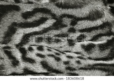 lynx fur pattern