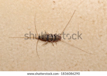 Banded silverfish (Thermobia domestica) top view, a common household pest.
