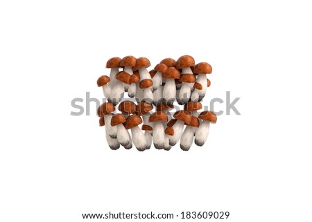 Boletus mushroom symbol = on white background