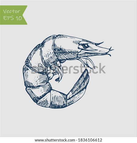 Shrimp sea Caridea animal engraving vector illustration. Scratch board style imitation. Royalty-Free Stock Photo #1836106612