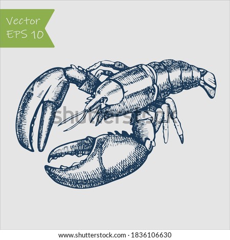 Ink sketch of spiny lobster. Hand drawn vector illustration. Retro style. Royalty-Free Stock Photo #1836106630