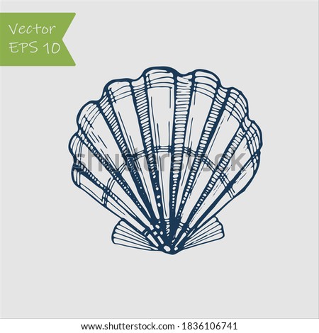 Black and white seashell. Hand drawn outline contour vector illustration of underwater scallop shell. Royalty-Free Stock Photo #1836106741