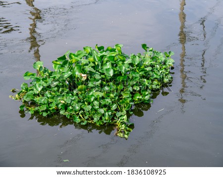 Water hyacinth in the river, Eichhornia crassipes