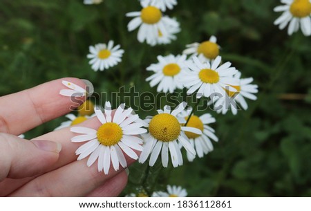 bush of white daisies in the garden. chamomile divination