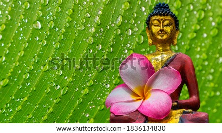 Buddha statue with flower and green background with water drops