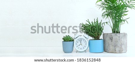 Interior image of wooden table with green plant over white wall background