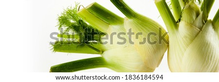 Food banner concept, organic vegetables and ingredients: close up of organic fennel isolated on white background
