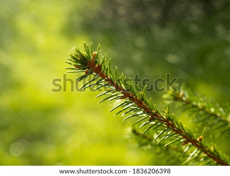 Spiderweb on the spruce tree branch