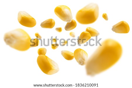 Ripe corn grains levitate on a white background Royalty-Free Stock Photo #1836210091