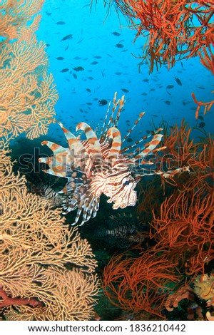 Lion Fish in between coral branches of a tropical reef. Underwater image taken scuba diving in Raja Ampat, Indonesia.