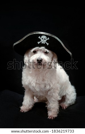 Vertical funny animal photo. Little white dog in pirate hat on black background. Costumed party 