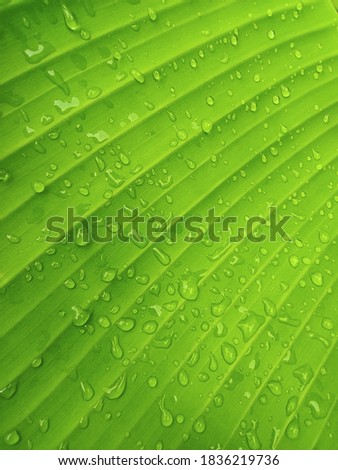 pictures of natural banana leaves, and beautiful leaves