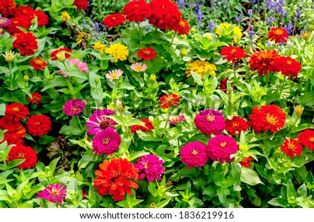 Beautiful chrysanthemums on the lawn Royalty-Free Stock Photo #1836219916