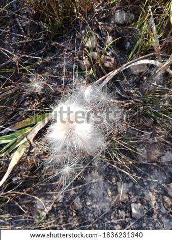 after flowering plant at the bottom of a drained pond in autumn - fluff