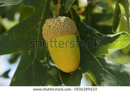 Fresh and young acorn on the tree