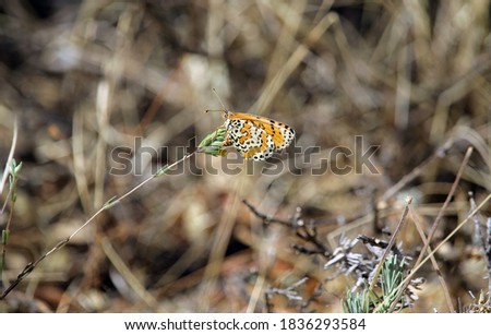 A specimen of the spotted fritillary or red-band fritillary (Melitaea didyma) a butterfly of the family Nymphalidae. It is found in southern and central Europe, North Africa and the Middle East.