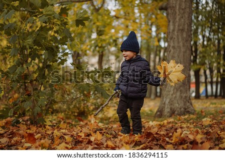 cute caucasian little boy walking  in autumn park. holding a bunch of yellow fallen leaves in one hand and stick in another Royalty-Free Stock Photo #1836294115