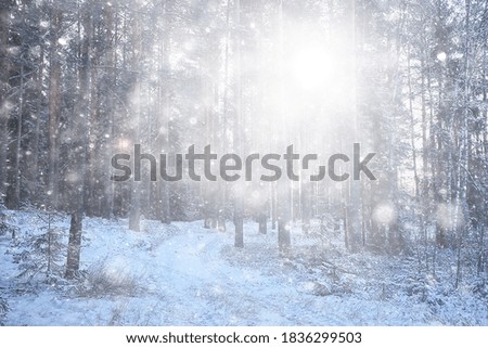 blizzard in the forest background, abstract blurred background snowflakes falling in the winter forest on the landscape