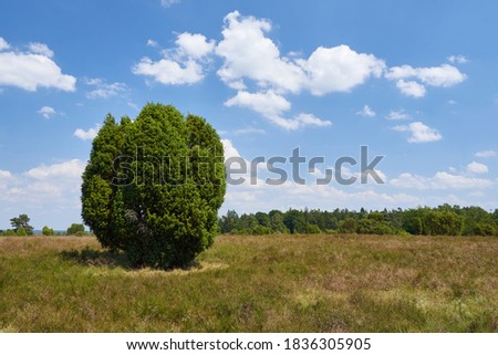 Common juniper tree (Juniperus communis) in heathland of Luneburg heath, Germany. Nature park with grassy landscape on a beautiful summer day with blue sky.  Royalty-Free Stock Photo #1836305905