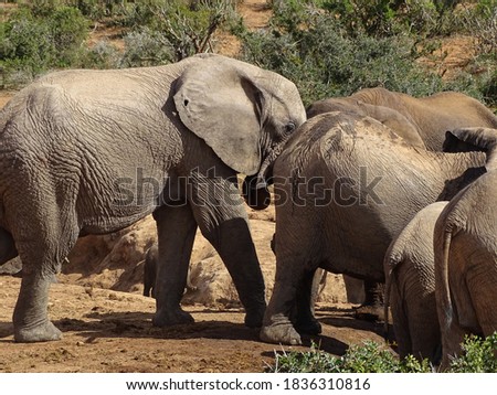 Elephants at Addo National Parc South Africa