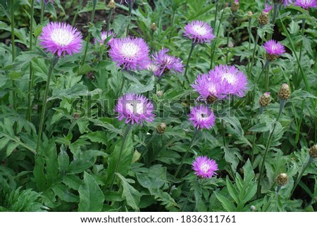 Pink flowers of Centaurea dealbata in mid May Royalty-Free Stock Photo #1836311761