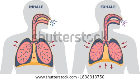 Infographics of breathing cycle, inspiration and expiration, gas exchange, visualisation of lung voulme during inhale and exhale, work of diaphragm Royalty-Free Stock Photo #1836313750