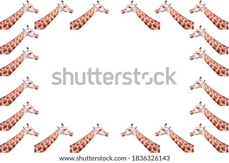 Isolated adult giraffe heads White background. Concept of wild animals