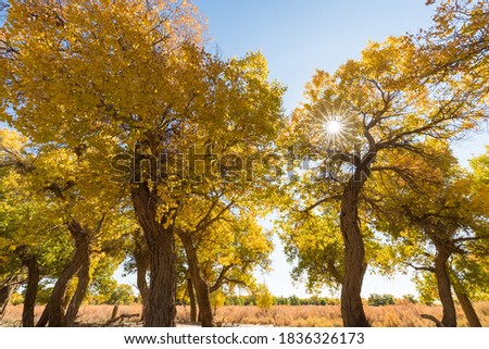 golden populus euphratica forest in ejina, beautiful autumn landscape, inner mongolia, China