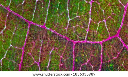 Background of colorful leaf texture, close up macro picture