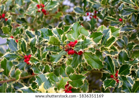 Ilex aquifolium "Silver Queen" with red berries