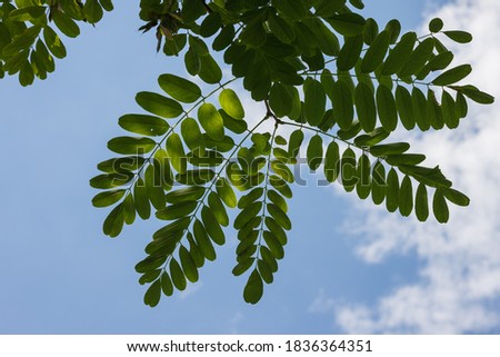 Acacia leaves on sky background, bottom view