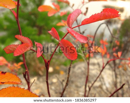 Red small leaves on a bare branch in autumn