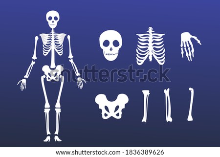 White classic skeleton on a dark blue background. Bone tissue of an adult. Modern illustration for high school lessons.
