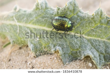   Picture of a colored beetle