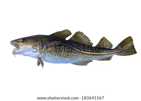  big cod fish on a white background