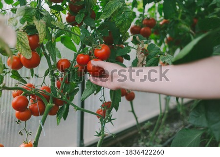 Closeup of farmer hands holding tomatoes