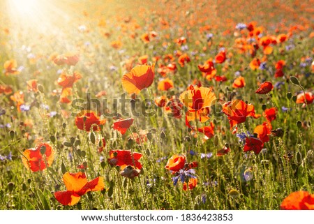Poppies and other wild flowers field  in sunlight