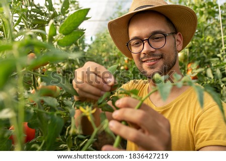 Farmer in greenhouse checking on tomato flower