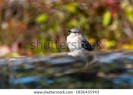 Northern Mockingbird perched on a van roof. it was attacking its refelection