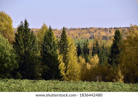 A riot of colors in the Ural forest. Autumn is in full swing in the foothills of the Western Urals.