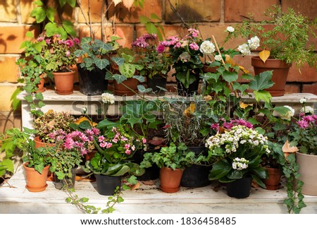 home decoration plants. home gardening concept. Collection of houseplants and ornamental plants in pots on wooden table against brick wall on terrace. Plant care. Modern composition of home garden. 