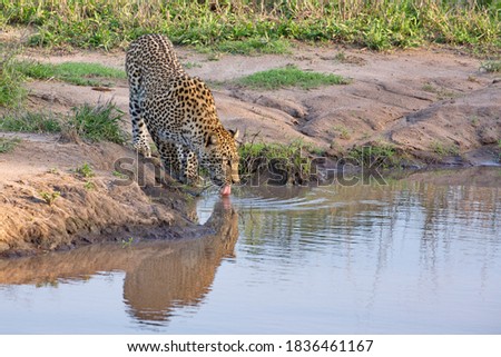 Leopard in the wild drinking