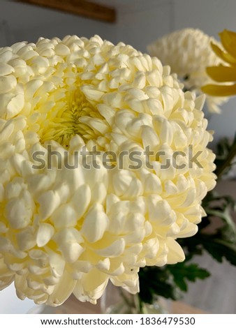 Beautiful autumn bouquet at home on wooden table. White chrysanthemums in vase. Macro picture.