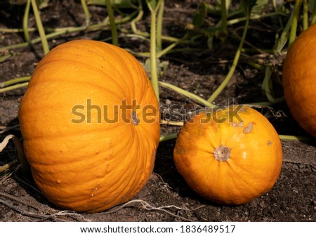bright orange pumpkins growing in the garden