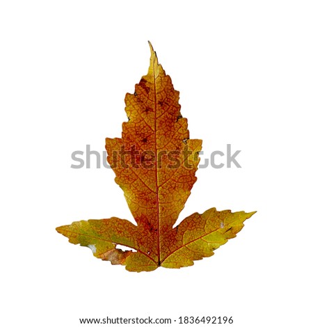 autumn maple leaf, isolate on white background