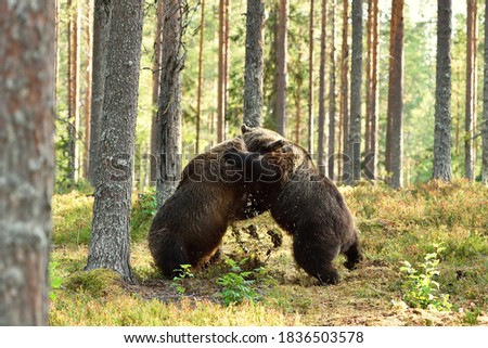 bear fight in the forest