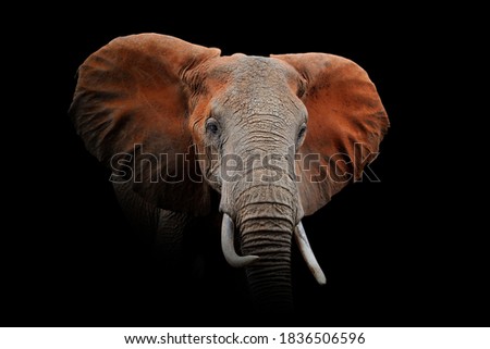 Close up view Elephant. Wild animal isolated on a black background