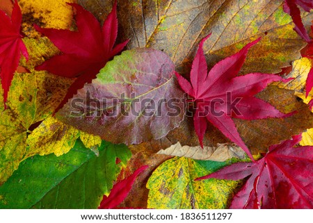 Abstract of Autumn leaves with beautiful color. 