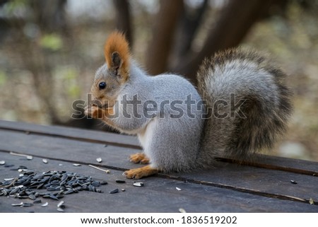 Squirrel in a winter fur coat in an autumn park